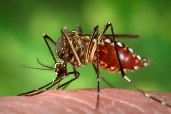 Dengue en la Republica Dominicana