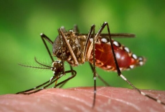 Dengue en la Republica Dominicana