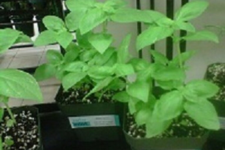 Conoce los beneficios de la hoja de menta. Aceite Esencial de Spearmint (hierbabuena)