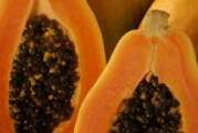 La lechosa,o papaya, fruta magica para tu salud