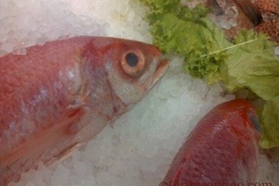 Conservación de los Productos del Mar, Refrigeración del Pescado, como hacerlo.