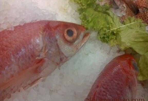 Conservación de los Productos del Mar, Refrigeración del Pescado, como hacerlo.