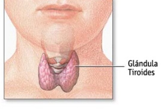 Enfermedades de la tiroides Otros nombres: Enfermedades tiroideas
