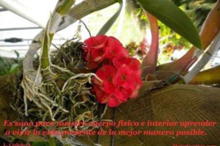 Vida Una corta palabra que escuchamos o pronunciamos a diario