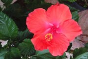 NO mas Ansiedad, flor de Jamaica