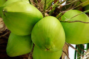 Beneficios del Aceite de coco para adelgazar