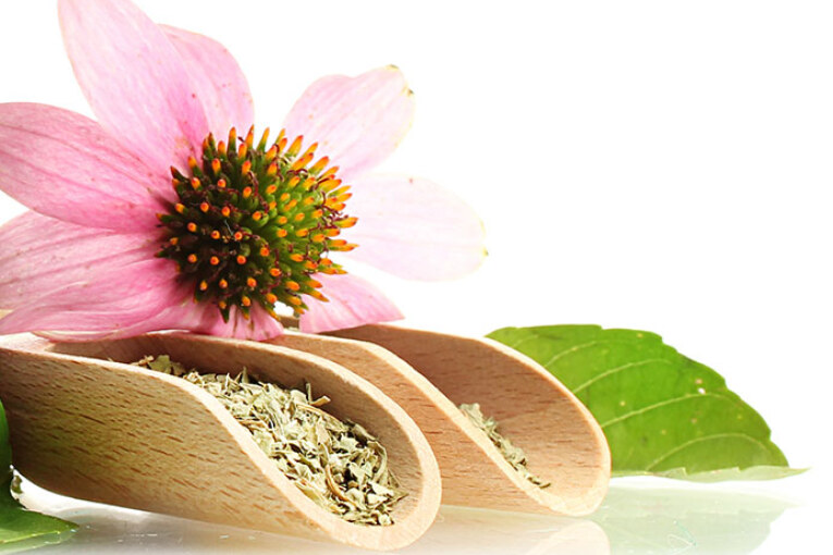 Echinacea y sus grandes beneficios contra la influenza.