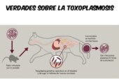 La toxoplasmosis y sus mitos