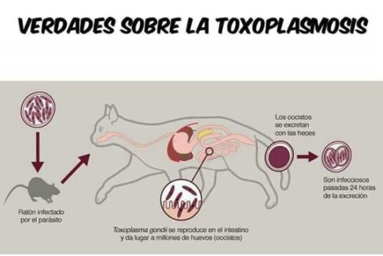 La toxoplasmosis y sus mitos