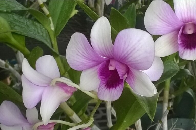 ¿Por qué le envías flores cuando ella te dio estiércol?